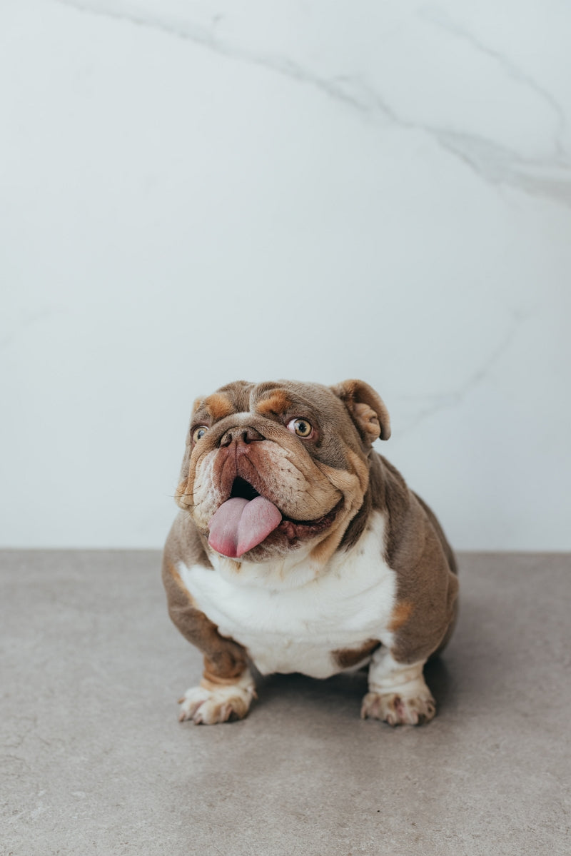 Cannoli, Repubblica’s Chief Welcome Officer